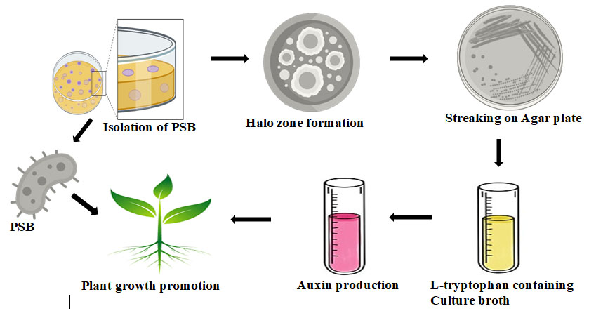 Graphical Abstract